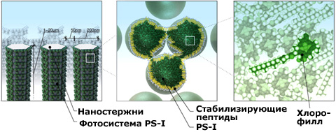 celule solare bazate pe un complex de molecule biologice