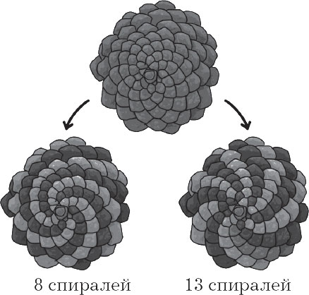 Secvență Fibonacci